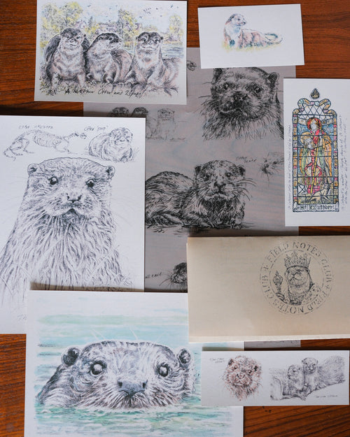 A collection of art prints and postcards featuring detailed sketches and watercolor illustrations of otters, arranged on a wooden tabletop. The prints showcase various artistic styles, including pencil sketches, colored pencil drawings, and a stained-glass style illustration, alongside a cream-colored postcard envelope.